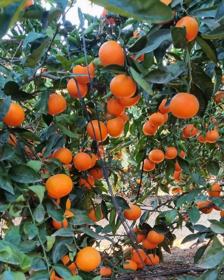Comprar naranjas en Valencia