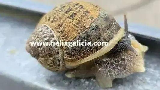 EntradasLos caracoles de Zaballa en Trapagaran podrán arrastrar la piedra sin reproche legal
