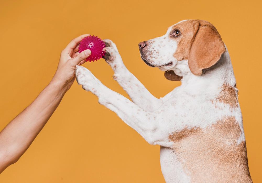 Cómo actuar rápidamente si tu perro se está ahogando