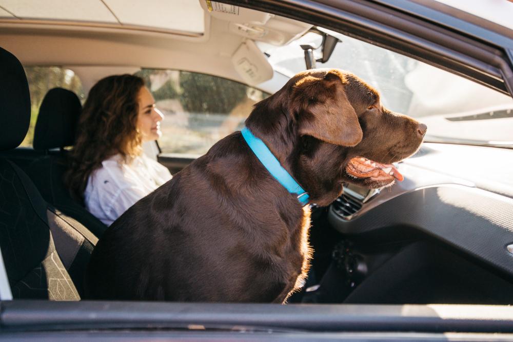 ¿Cómo mantener a tu mascota segura y relajada durante el viaje en taxi?
