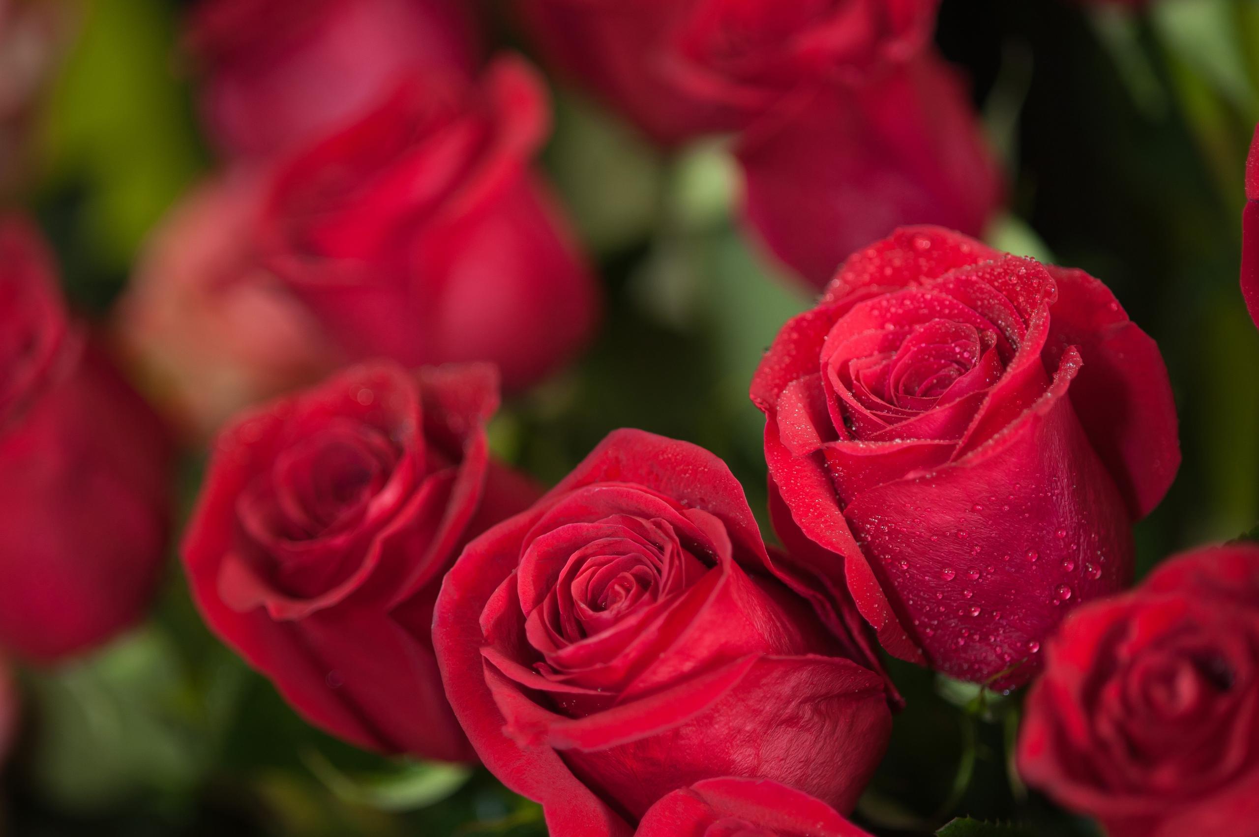 Distribuidores de flores al por mayor en Tenerife