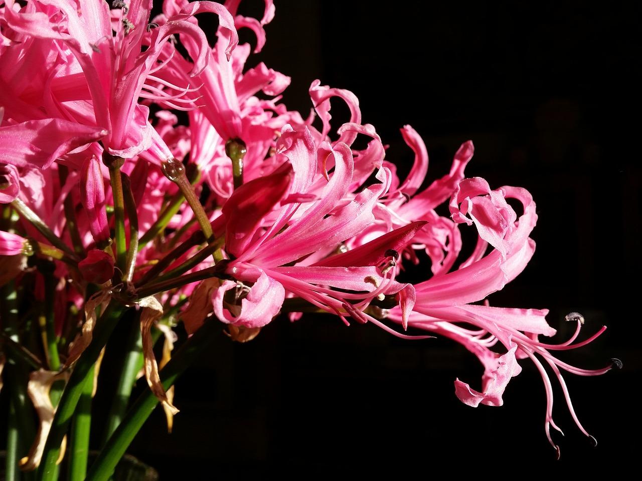 Exportación de flores en Tenerife