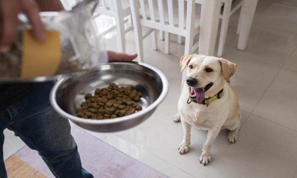 Cúando cambiar la comida de cachorro a adulto