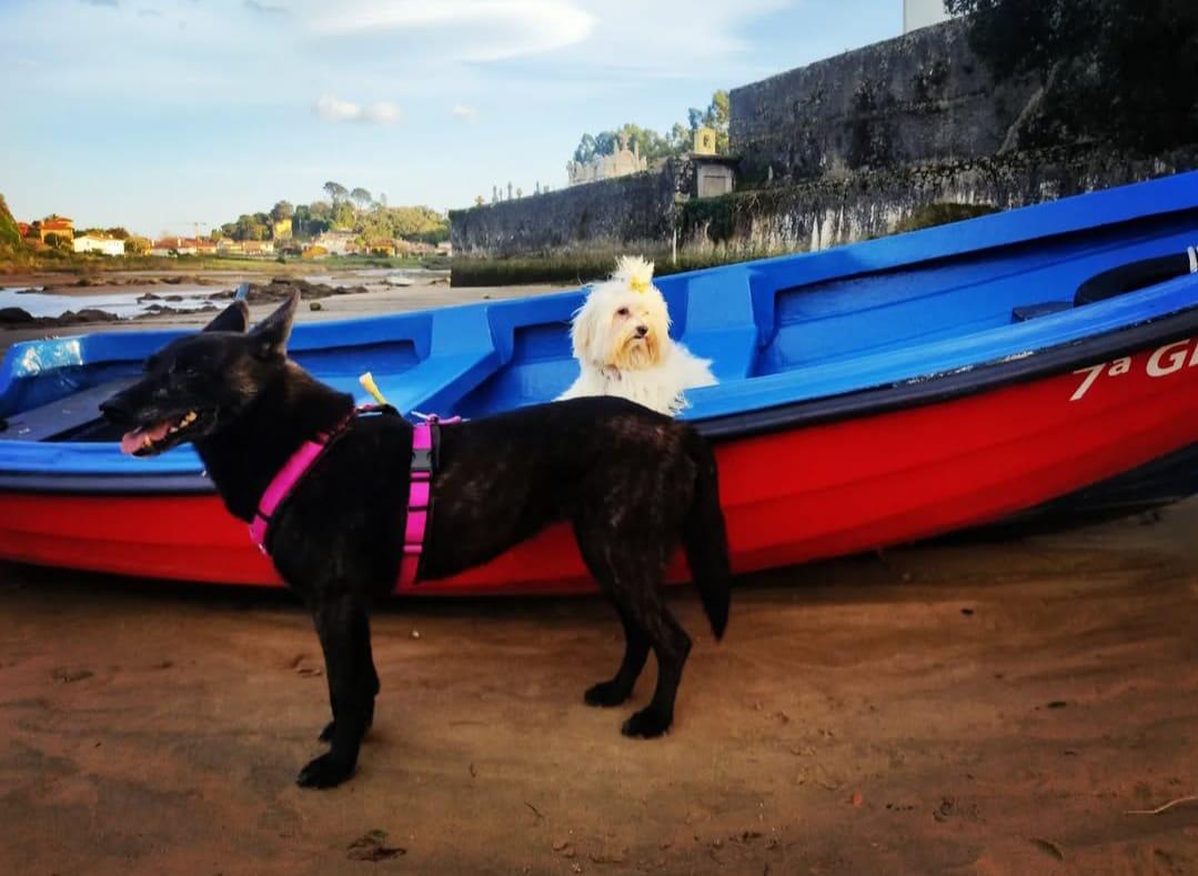 Perros en una lancha