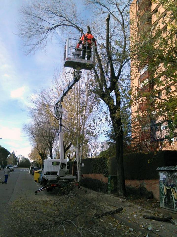 Podas de altura