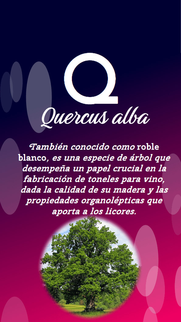 Quercus alba