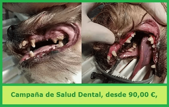 rellenan las caries en los perros