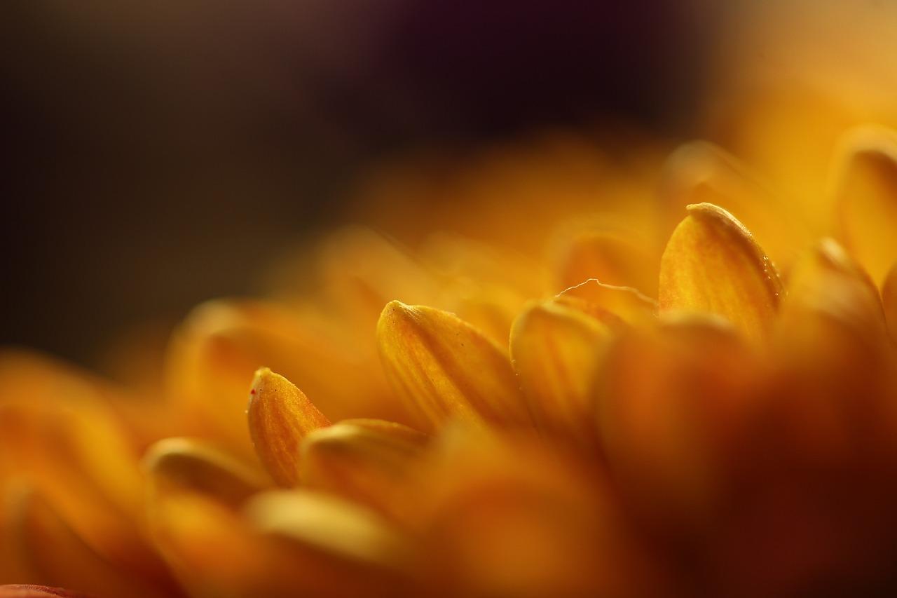 Distribuidores de flores en Tenerife